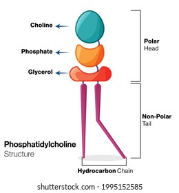 Structure Of Phospholipids: Phosphatidyl Ethanol Amine Illustration. 