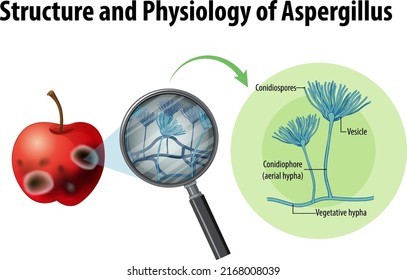 Structure and Physiology of apple Aspergillus illustration