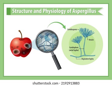 Estructura y fisiología de la ilustración apple Aspergillus