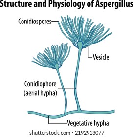 Structure Physiology Aspergillus Illustration Stock Vector (Royalty ...