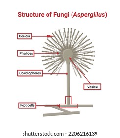 Structure and Physiology of Aspergillus under the optical microscope isolated on white background.