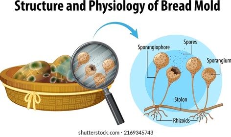 Structure and Physiology of bread mold illustration