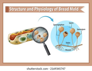 structure and physiology of bread mold illustration