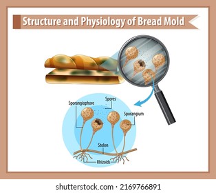 structure and physiology of bread mold illustration