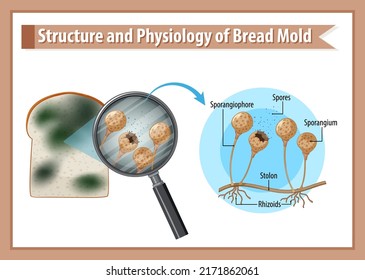 Structure and Physiology of Bread Mold illustration