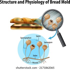 Structure and Physiology of bread mold illustration