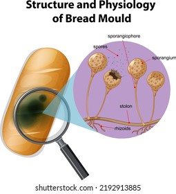 Structure Physiology Bread Mold Illustration Stock Vector (Royalty Free ...