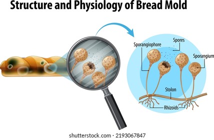 Struktur und Physiologie der Brotmalerei