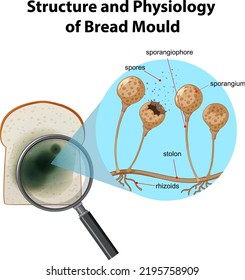 Structure and Physiology of bread mold illustration