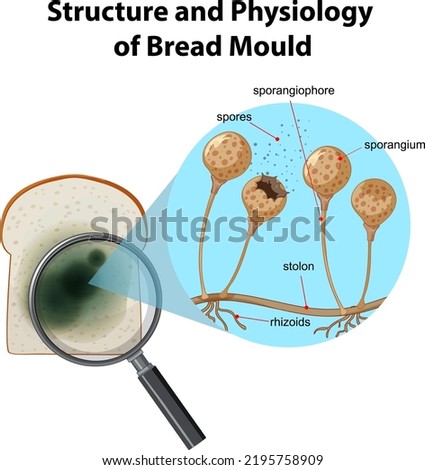Structure and Physiology of bread mold illustration