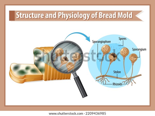 Structure Physiology Bread Mold Illustration Stock Vector (Royalty Free ...