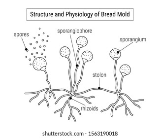 Structure and physiology of fungi. Anatomy of mold diagram. Mold anatomy vector illustration. Fungus infographic. 