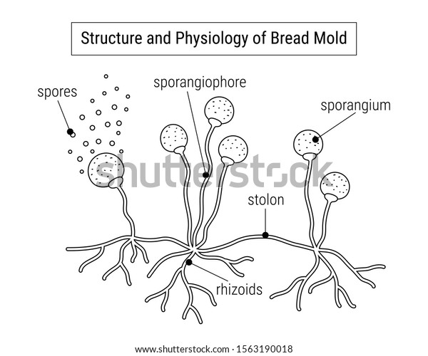 Structure And Physiology Of Fungi Anatomy Of Mold Diagram Mold Anatomy Vector Illustration 5929