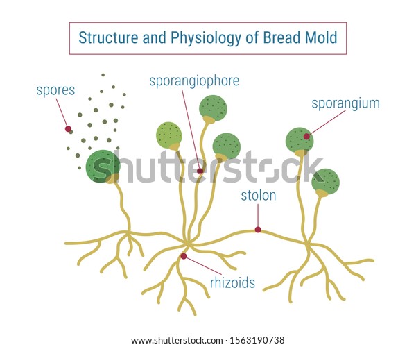 Structure Physiology Fungi Anatomy Mold Diagram Stock Vector Royalty Free 1563190738