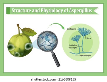 Structure and Physiology of guava Aspergillus illustration