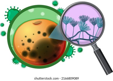 Structure and Physiology of orange Aspergillus illustration