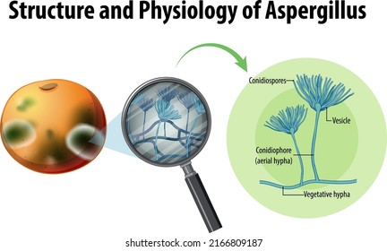 Structure and Physiology of orange Aspergillus illustration