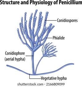 Structure and physiology of penicillium mold illustration