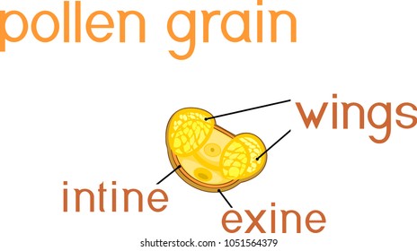 Structure Of Pine Pollen Grain With Two Sac Wing