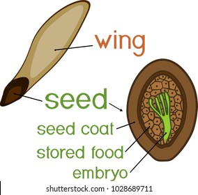 Structure of pine seed with titles