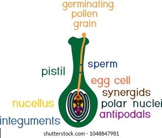 Structure of pistil in the section at the time of double fertilization