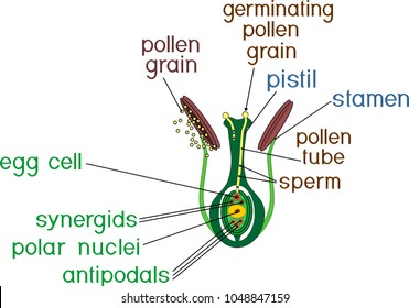 Structure of pistil and stamens in the section at the time of double fertilization