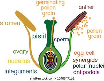 Structure of pistil and stamens in the section at the time of double fertilization