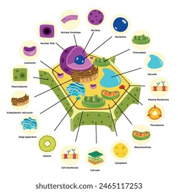 The Structure Of Plant Cell