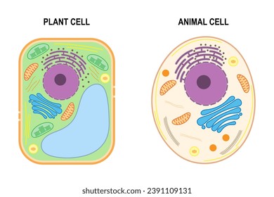 Estructura de una célula vegetal y una célula animal.