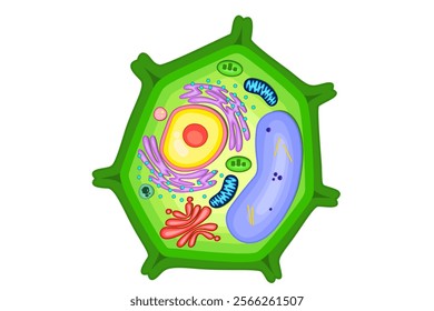 Structure of plant cell illustration.