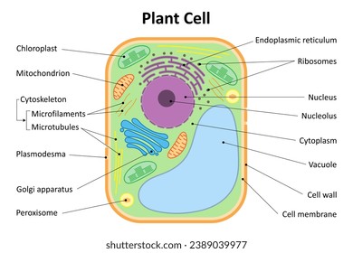 Estructura de una célula vegetal. Organelles de células vegetales. Diagrama.