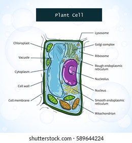 Structure Plant Cell On White Background Stock Vector (royalty Free 