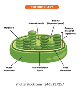 La Estructura Del Cloroplasto Vegetal