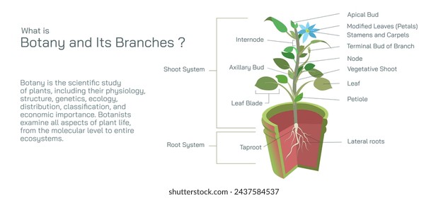 Estructura de un vector vegetal. La botánica y sus ramas estudian material. Anatomía e imagen de corte transversal. guía ilustrada realista de la estructura de una planta.