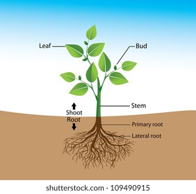 structure of the plant, a visual aid for training