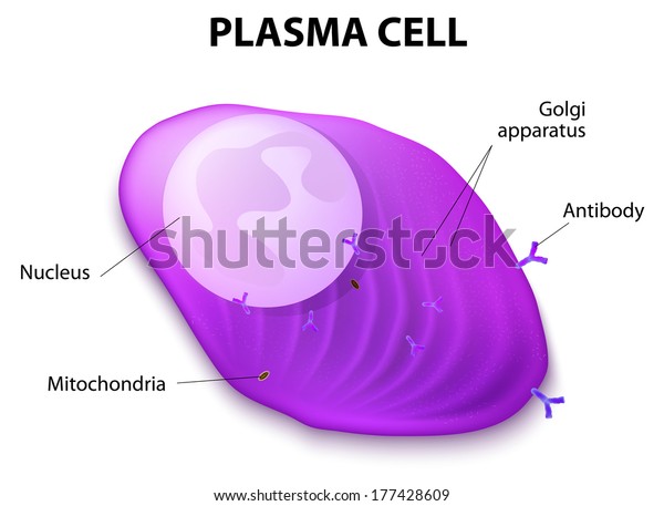 Structure Plasma Cell Plasma Cell B Stock Vector (Royalty Free) 177428609