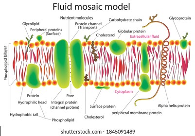 Structure of the plasma membrane of prokaryotic and eukaryotic cells (fluid mosaic model)