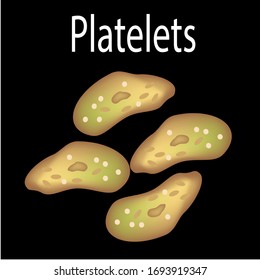 Die Struktur der Thrombozyten. Thrombozyten sind eine Blutzelle. Infografiken. Vektorillustration auf isoliertem Hintergrund.