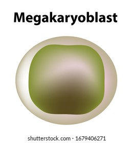 La estructura de las plaquetas. Las plaquetas son una célula sanguínea. mieloide, madre, célula, megakaryocito, megakaryoblast. Infografía. Ilustración vectorial en fondo aislado.