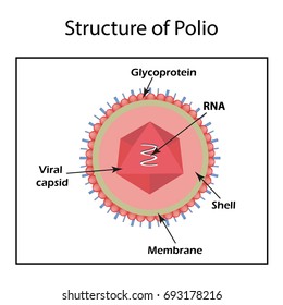 poliomyelitis cell
