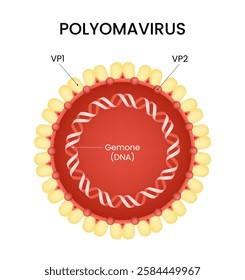 Structure of the Polyomavirus Diagram