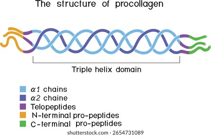 Struktur von Prokollagen für Biologieunterricht