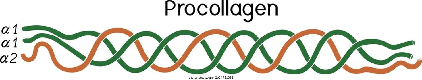 Estructura del procolágeno para las lecciones de biología