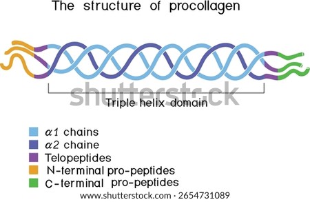 Structure of procollagen for biology lessons