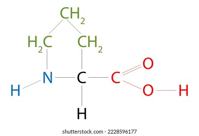 The structure of Proline. Proline is an organic acid classed as a proteinogenic amino acid, although it does not contain the amino group -NH2 but is rather a secondary amine.