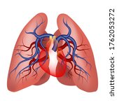 The structure of the pulmonary arteries. Scheme of the lungs and heart. Stock of blood, oxygen.