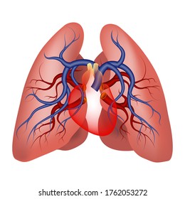 
The structure of the pulmonary arteries. Scheme of the lungs and heart. Stock of blood, oxygen.