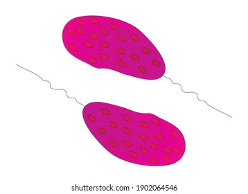 Structure of purple sulfur bacteria, red purple bacteria, pink purple bacteria, violet sulfur bacteria  