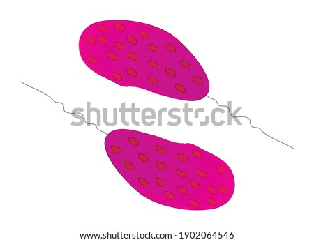 Structure of purple sulfur bacteria, red purple bacteria, pink purple bacteria, violet sulfur bacteria  