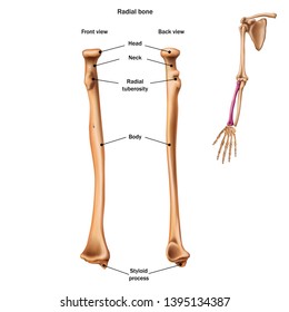 The structure of the radial bone with the name and description of all sites. Back and front view. Human anatomy.